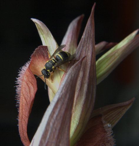 Serapias vomeracea e cordigera con ibridi dalla Lucania